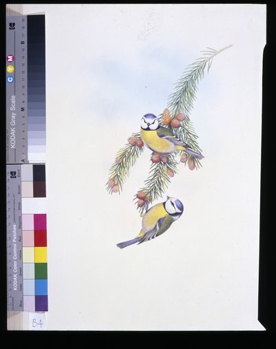 Blue Tit (Parus Caeruleus) (حجر ملون يدويًا) بواسطة جون (بعد) جولد