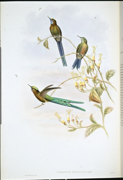 Bolivian Sylph (Cynanthus Bolivianus) (hand-coloured litho) بواسطة جون (بعد) جولد