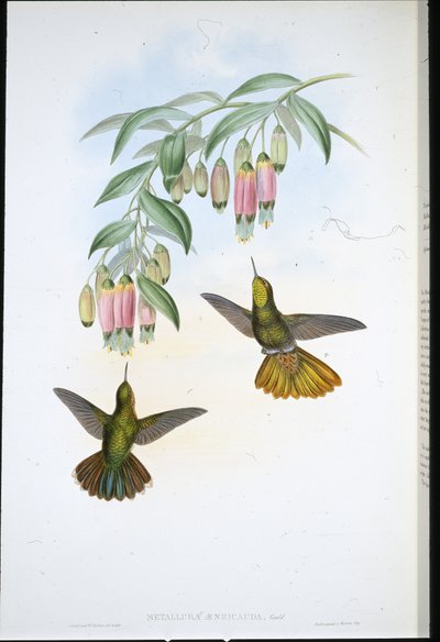 Brassy Tail (Metallura Aeneicauda) (hand-coloured litho) بواسطة جون (بعد) جولد