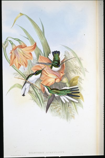 الجنية البرازيلية (Heliothrix Auriculatus) (ليثو ملون يدويًا) بواسطة جون (بعد) جولد