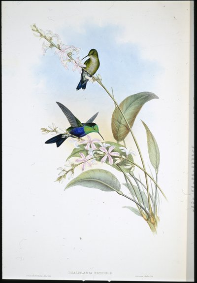 Brazilian Panoplites (Thalurania Eryphile) (hand-coloured litho) بواسطة جون (بعد) جولد