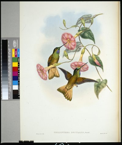 Buff-tailed Star-frontlet (helianthea osculans) (hand-coloured litho) بواسطة جون (بعد) جولد