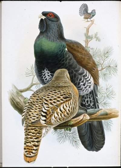 Capercailzie (Tetrao Urogallus) (hand-coloured litho) بواسطة جون (بعد) جولد