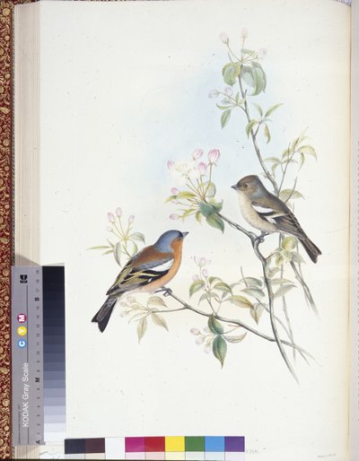 Chaffinch (Fringilla Caelebs) (hand-coloured litho) بواسطة جون (بعد) جولد