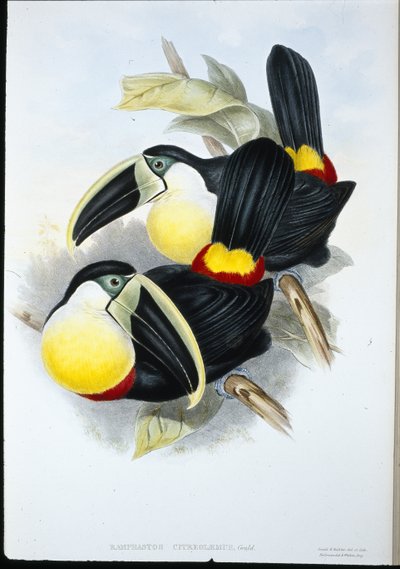 Citron-breasted Toucan (Ramphastos Citreolaemus) (hand-coloured litho) بواسطة جون (بعد) جولد