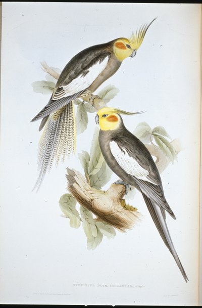 Cockatoo Parakeet (Nymphicus Novae-Hollandiae ) (hand-coloured litho) بواسطة جون (بعد) جولد
