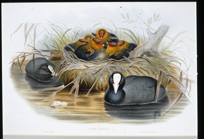 Coot (Fulica Atra) (ليثو ملون يدويًا) بواسطة جون (بعد) جولد