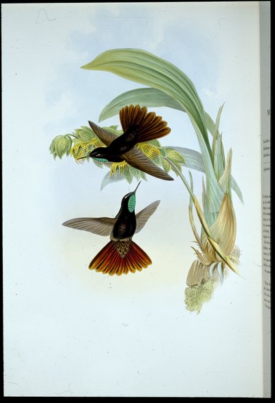 Coppery-tail (Metallura Cupreicauda) (hand-coloured litho) بواسطة جون (بعد) جولد