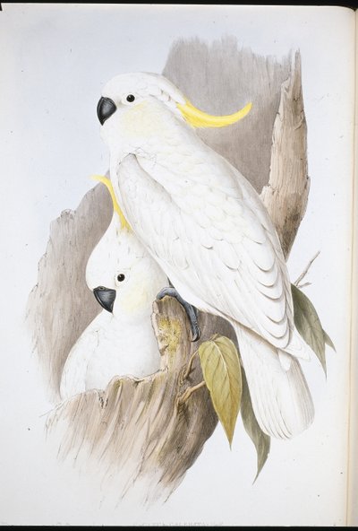Crested Cockatoo (Cacatua Galerita ) (hand-coloured litho) بواسطة جون (بعد) جولد