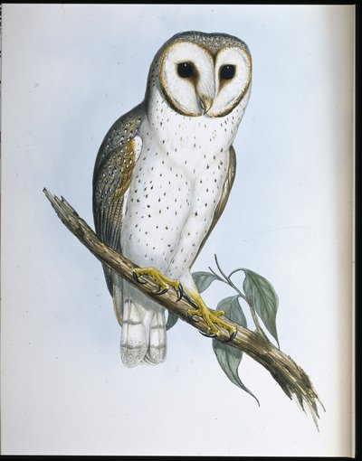 Delicate Owl (Strix Delicatulis) (hand-coloured litho) بواسطة جون (بعد) جولد