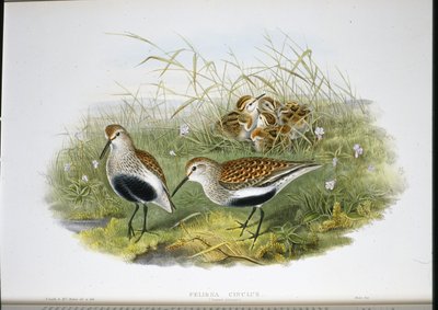 Dunlin (Pelidna Cinclus) (hand-coloured litho) بواسطة جون (بعد) جولد
