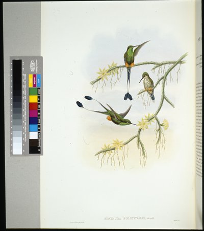 Ecuador Racket-tail (spathura solstitialis) (hand-coloured litho) بواسطة جون (بعد) جولد