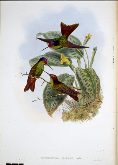 Ecuadorean Rainbow (Diphlogaena Hesperus) (hand-coloured litho) بواسطة جون (بعد) جولد