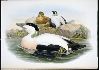 Eider Duck (Somateria Mollissima) (hand-coloured litho) بواسطة جون (بعد) جولد
