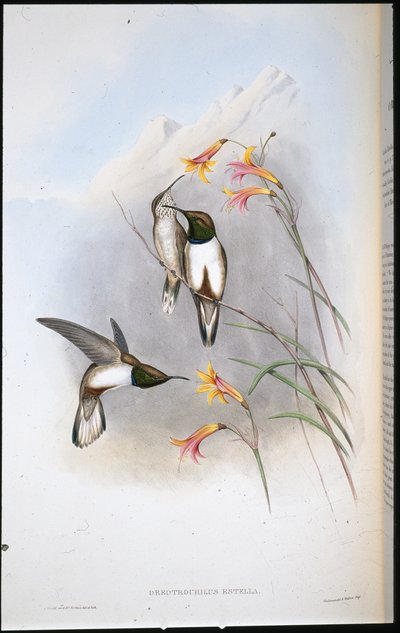 طائر طائر إستيلا ذو نجوم التل (Oreotrochilus Estella) (ليثو ملون يدويًا) بواسطة جون (بعد) جولد