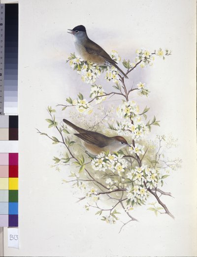 Eurasian Blackcap (Sylvia atricapilla) (hand-coloured litho) بواسطة جون (بعد) جولد