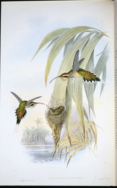 Eurynome Hermit (Phaethornis Eurynome) (hand-coloured litho) بواسطة جون (بعد) جولد