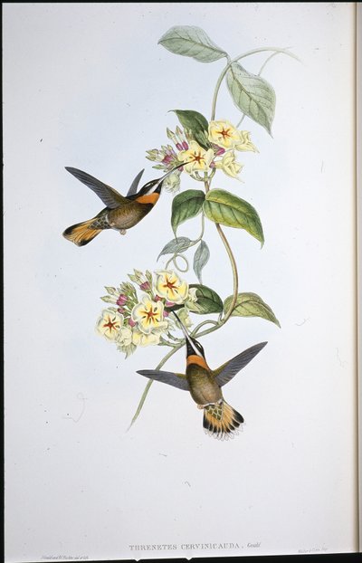 الطائر الطنان ذو الذيل الشائك (Threnetes Cervinicauda) (ليثو ملون يدويًا) بواسطة جون (بعد) جولد