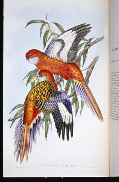 Fiery Parakeet (platycercus ignitus) (hand-coloured litho) بواسطة جون (بعد) جولد