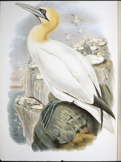 Ganet (Sula Bassana) (hand-coloured litho) بواسطة جون (بعد) جولد