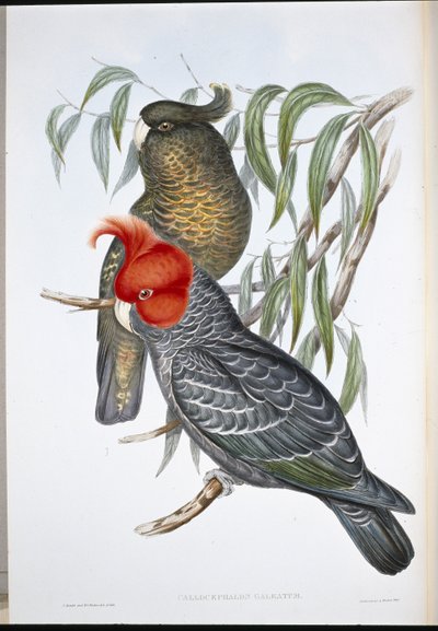 Gang-gang Cockatoo (Callocephalon Galeatum) (hand-coloured litho) بواسطة جون (بعد) جولد
