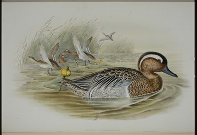 Garganey (Qeurquedula Circia) (hand-coloured litho) بواسطة جون (بعد) جولد
