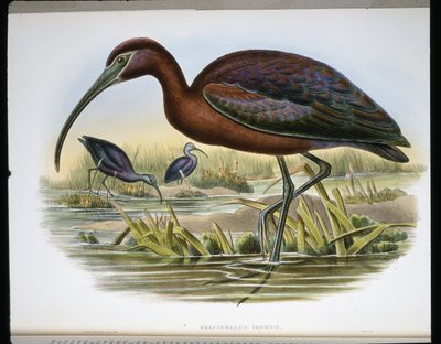Glossy Ibex (Falcinellus Igneus) (coloured engraving) بواسطة جون (بعد) جولد