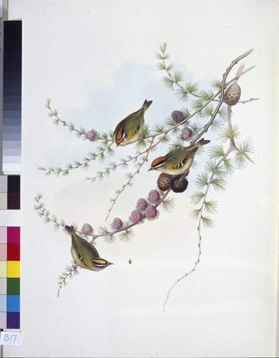 Goldcrest (Regulus Regulus) (hand-coloured litho) بواسطة جون (بعد) جولد