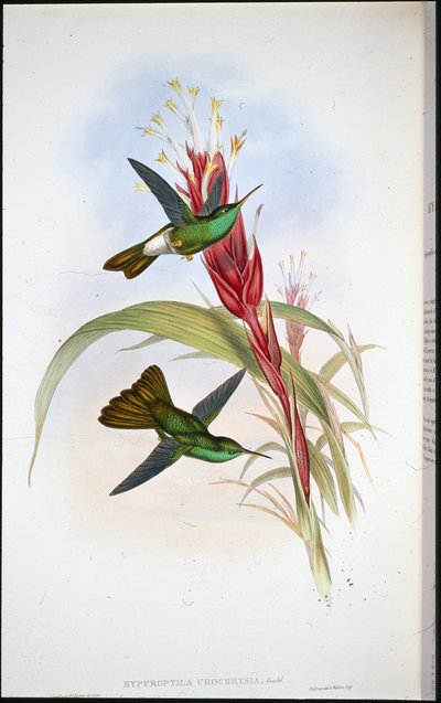 Golden-tailed Plumeleteer (Hypuroptila Urochrysia) (hand-coloured litho) بواسطة جون (بعد) جولد