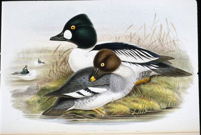 Golden Eye (Clangula Glaucion) (hand-coloured litho) بواسطة جون (بعد) جولد