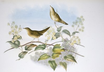 Grasshopper Warbler (Locustella Auicula) (hand-coloured litho) بواسطة جون (بعد) جولد