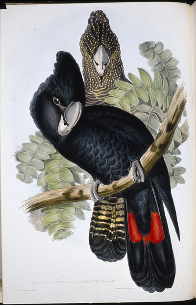 Great Billed Black Cockatoo (Calyptorhynchus Macrorhynchus) (hand-coloured litho) بواسطة جون (بعد) جولد