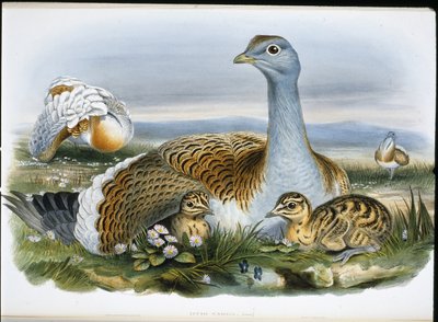 Great Bustard (Otis Tarda) (hand-coloured litho) بواسطة جون (بعد) جولد