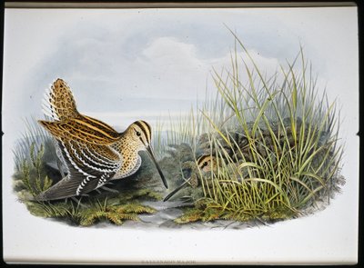 Great Snipe (Gallinaco Major) (hand-coloured litho) بواسطة جون (بعد) جولد