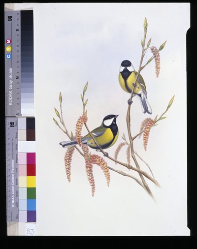 Great Tit (Parus Major) (حجر ملون يدويًا) بواسطة جون (بعد) جولد