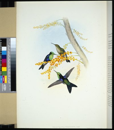Green-crowned Panoplites (thalurania verticeps) (hand-coloured litho) بواسطة جون (بعد) جولد
