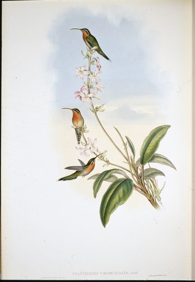 Green-tailed Hermit (Phaethornis Viridicaudata) (hand-coloured litho) بواسطة جون (بعد) جولد