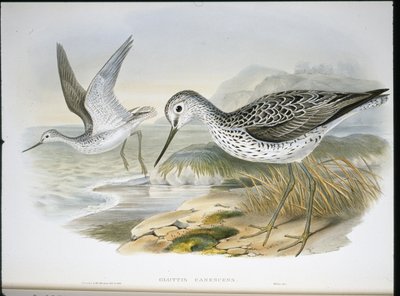 Greenshank (Glottis Canescens) (hand-coloured litho) بواسطة جون (بعد) جولد