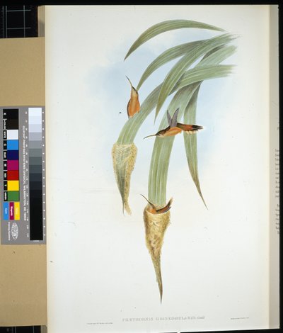 Grey-throated Hermit (phaethornis griseogularis) (hand-coloured litho) بواسطة جون (بعد) جولد