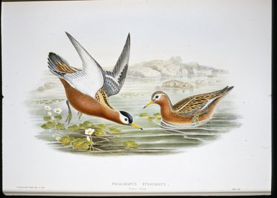 Grey Phalarope (Phalaropus Fulicarius) (hand-coloured litho) بواسطة جون (بعد) جولد