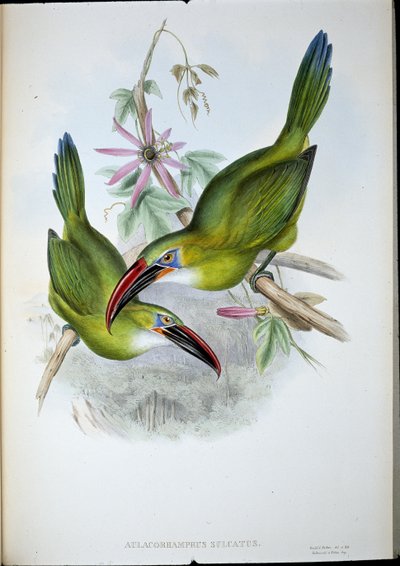 Groove-Bill Toucan (Aulacorhamphus Sulcatus) (ليثو ملون يدويًا) بواسطة جون (بعد) جولد