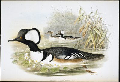 Merganser مقنع (Mergus Cucullatus) (ليثو ملون يدويًا) بواسطة جون (بعد) جولد