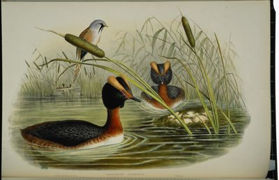 Horned Grebe (Podiceps Auritus) (hand-coloured litho) بواسطة جون (بعد) جولد