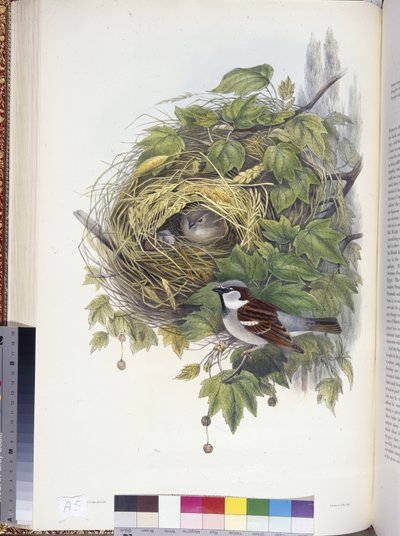 House Sparrow (Passer domesticus) (hand-coloured litho) بواسطة جون (بعد) جولد