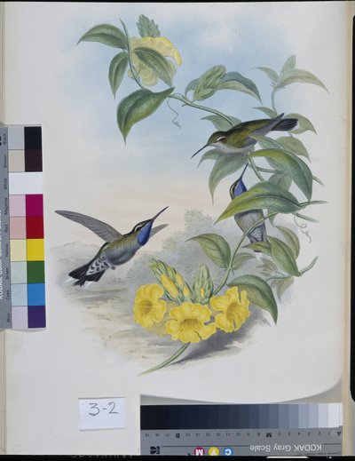 Hummingbirds (Delattria Clemenciae) (hand-coloured litho) بواسطة جون (بعد) جولد