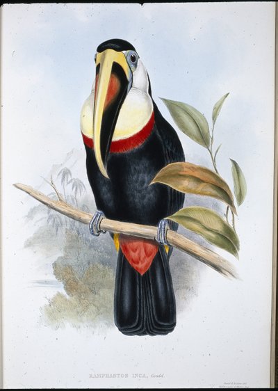 Inca Toucan (Ramphastos inica) (hand-coloured litho) بواسطة جون (بعد) جولد