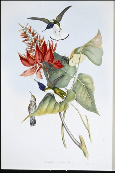 Jacobin (Florisuga Mellivora) (ليثو ملون يدويًا) بواسطة جون (بعد) جولد