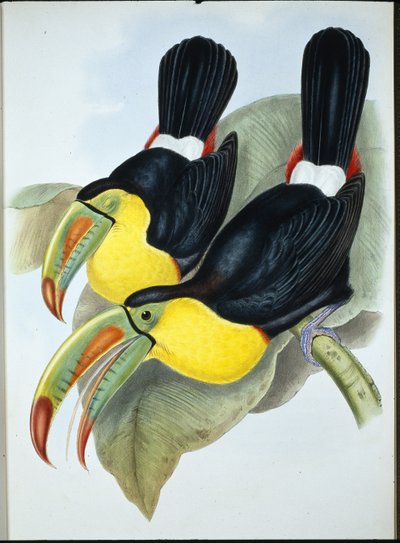 Keel-billed Toucan (Ramphastos Carinatus) (hand-coloured litho) بواسطة جون (بعد) جولد