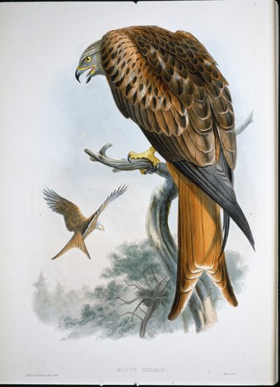 Kite of Glead (Milvus Regalis) (coloured engraving) بواسطة جون (بعد) جولد