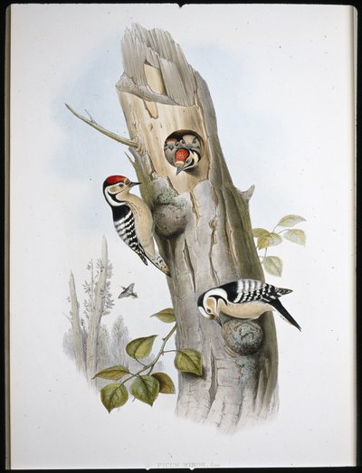 Lesser Spotted Woodpecker (Picus Minor) (hand-coloured litho) بواسطة جون (بعد) جولد